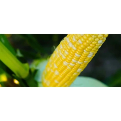 Желтая кукуруза на зеленом стебле - Пралиния