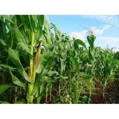 Поле кукурузы Премер МВ на фоне голубого неба