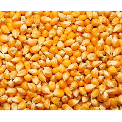 Крупный план желтой кукурузы - ПРОДУЗЕНТ