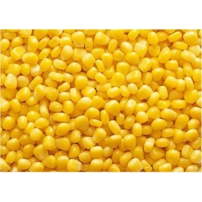 Yellow corn kernels - PROGNOS 152 SV