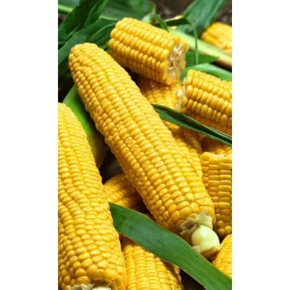 Желтые початки кукурузы на фоне зеленых листьев - ПРОХЛАДНЕНСКИЙ 175 СВ