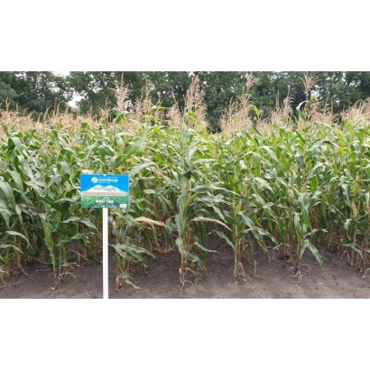 Кукуруза ПРОХЛАДНЕНСКИЙ 185 СВ на поле