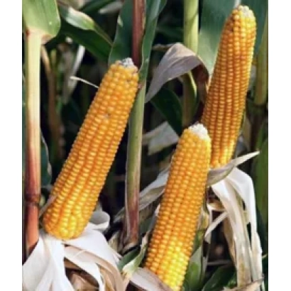 Свіжі початки кукурудзи ПТЕРОКС на стеблі