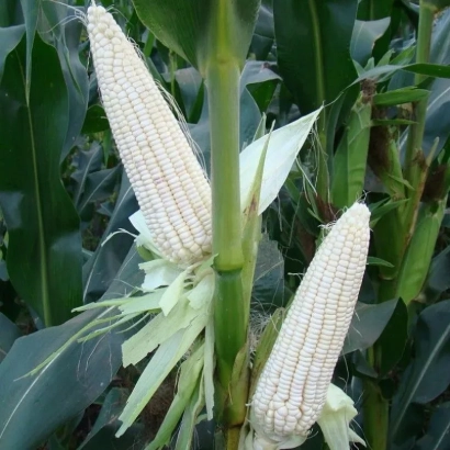 Два початка белой кукурузы на стебле с листьями на фоне - Р 07064 Х Р 08053