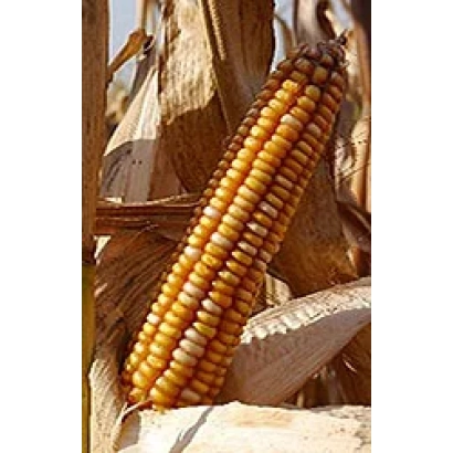 Созревшая початок кукурузы на стебле - Р 10001