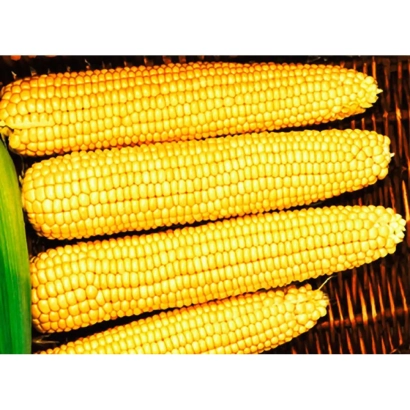 Четыре початка желтой кукурузы на темном фоне - Р 18009