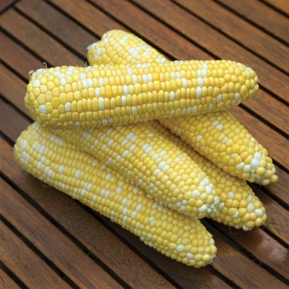 Три початка кукурузы сорта Р 19017 на деревянной поверхности