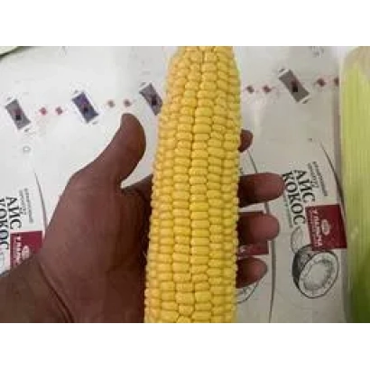 Желтая кукуруза R 20021 в руке на фоне упаковки - Р 20021