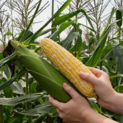 Руки держат початок кукурузы на фоне кукурузного поля - Р 21021