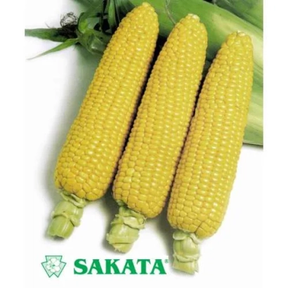 Три початка кукурузы на белом фоне с логотипом SAKATA - Р 2999 З