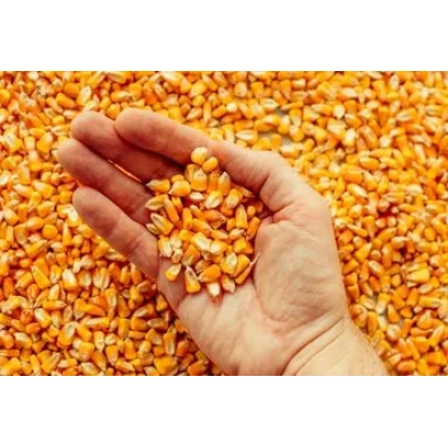 Рука держит зерна кукурузы Р 6490 З на фоне насыпи зерна