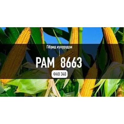 Кукурудза РАМ 8663 на фоні листя - Р0362 / П0362