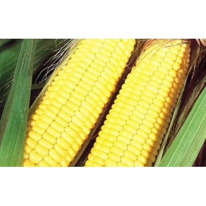 Два желтых початка кукурузы на фоне зеленых листьев - Р0450 / П0450