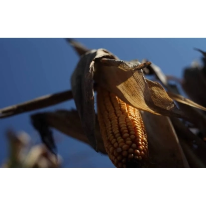 Созревшая початок кукурузы сорта Р8025 / П8025 на фоне неба