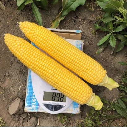 Два початка кукурузы сорта Р8058 / П8058 на весах на фоне земли