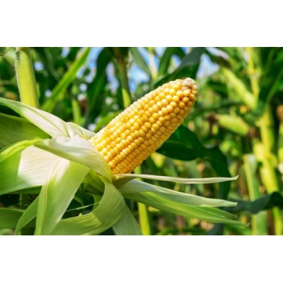 Свежий початок кукурузы на фоне зелёных листьев - Р8256 / П8256