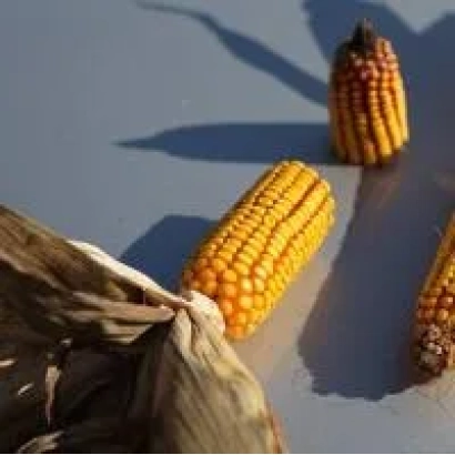 Три початка кукурузы сорта Р8688 / П8688 на светлом фоне