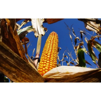 Золотистый початок кукурузы Р9027 / П9027 на фоне голубого неба