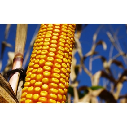 Золотий колос кукурудзи на тлі поля - Р9175 / П9175