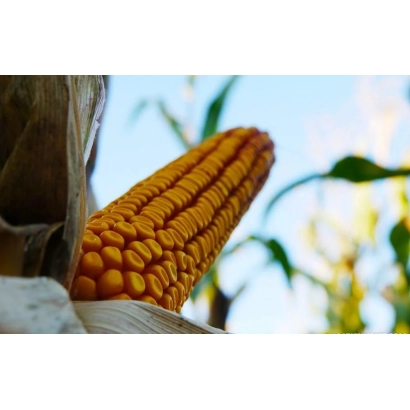 Золотой початок кукурузы на фоне зелёных листьев - Р9241 / П9241
