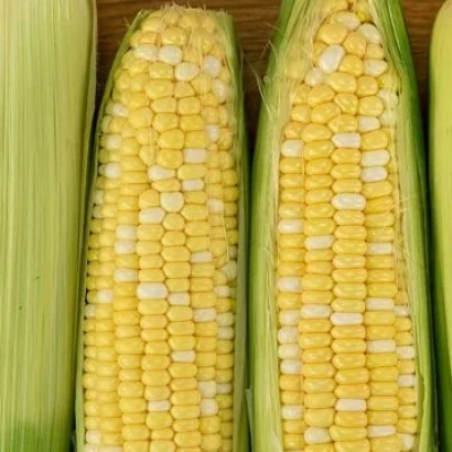 Кукурудза в колосах без упаковки - Р9494 / П9494