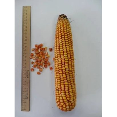 Кочан кукурузы с зернами и линейкой для измерения - РАДИКАЛ
