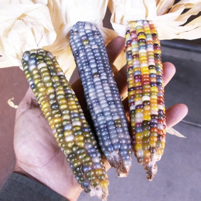 Рука держит три початка кукурузы Радуга разных цветов