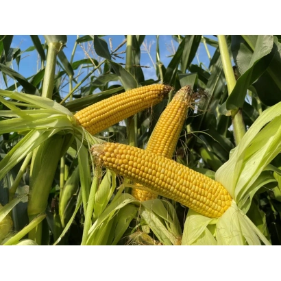 Mature corn cobs on stalk - Rapira