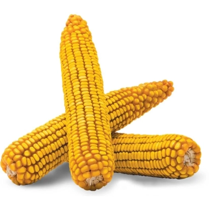 Три початка кукурузы на белом фоне - Рея