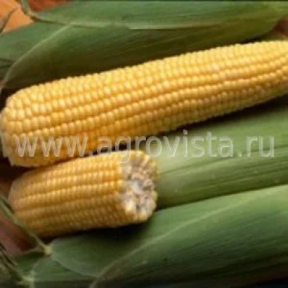 Свежая кукуруза в шелухе с водяным знаком www.agrovista.ru - Реалли КС