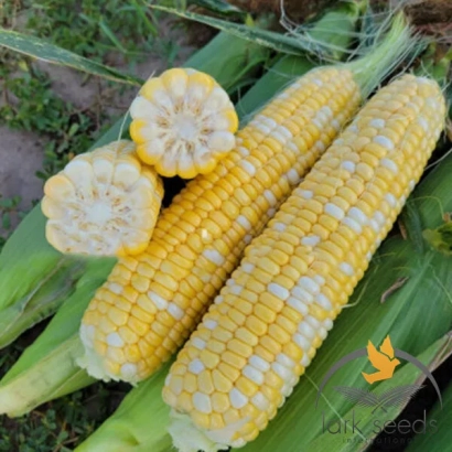 Свежая кукуруза с початками и срезанным поперечным сечением на фоне листьев - Респект