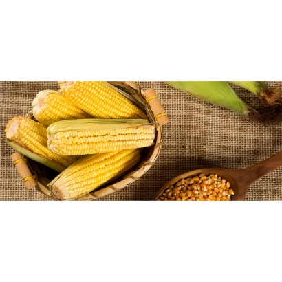 Коробка с початками кукурузы сорта РФА 58 ИИ С