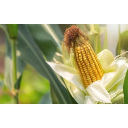 Кукуруза на растении - РФЦ 214