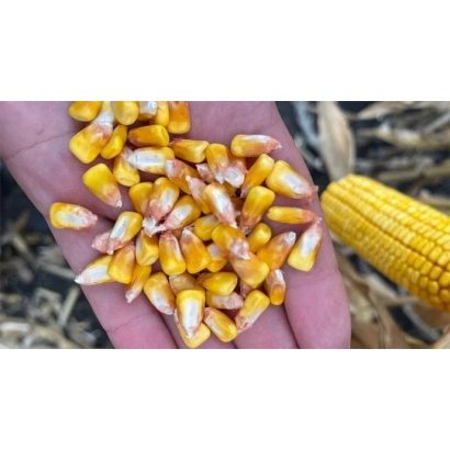 Кукуруза в руке с початком на фоне - РГ 218 ВС