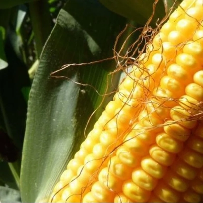 Свежий початок кукурузы РГ 297 ВС на фоне листьев