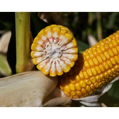 Кукуруза на стебле без названия продукта - РЖТ ГИМАЛАЯККС