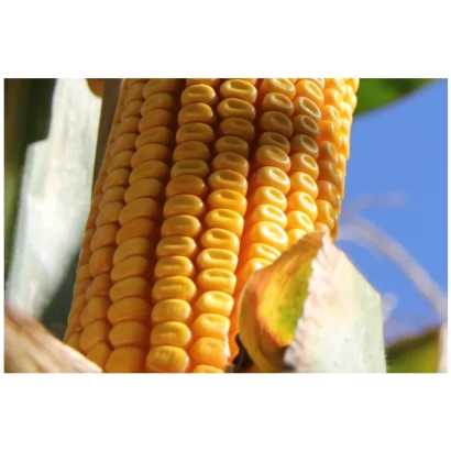 Зріла кукурудза на фоні неба - РЖТ ЛЕККСТУР