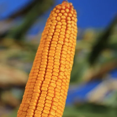 Золотистый початок кукурузы на фоне зелени и неба - РИВОККС