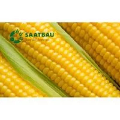 Желтая кукуруза сорта Saatbau на зеленой грядке - Риззо