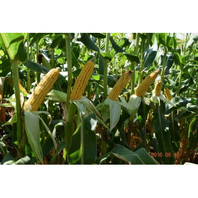 Corn RM 235 MV in field