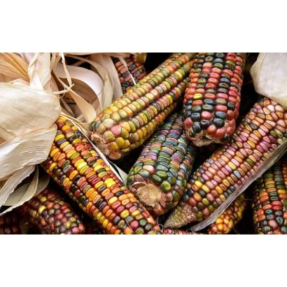 Колоси кукурудзи сорту РІДНА