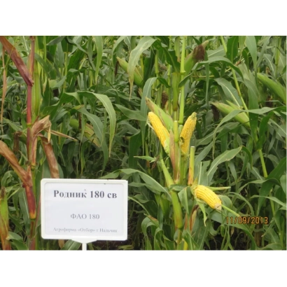 Label with text RODNIK 180 SV in front of corn plants
