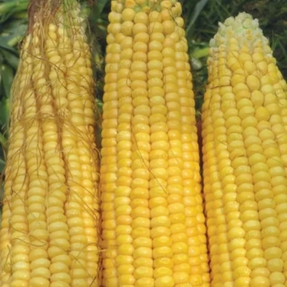 Три початка кукурузы сорта РОДНИК 292 МВ на фоне зелени