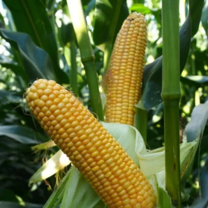 фото кукурудзи на полі без назви продукту - РОДРИҐЕС КВС