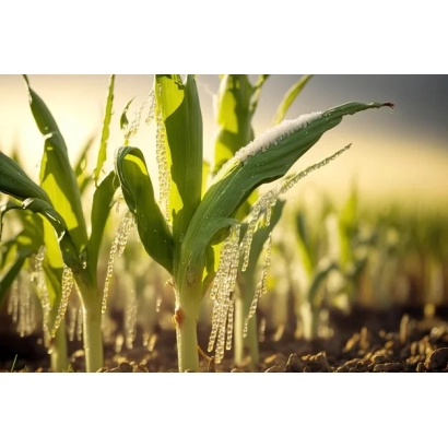 Рассада кукурузы на поле - РОСА С