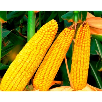 Три желтых початка кукурузы на зеленом фоне - РОСМОЛД 159 СВ