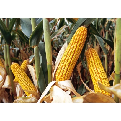 Созревшие початки кукурузы РОСМОЛД 202 МВ на фоне листьев