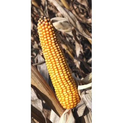 Созревшая кукуруза на фоне сухих листьев - РОСМОЛД 254 МВ