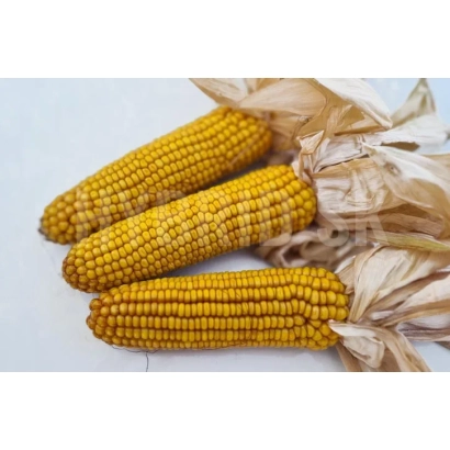 Четыре початка кукурузы сорта РОСС 136 МВ на белом фоне