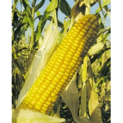 Созревшая початок кукурузы РОСС 138 МВ на фоне листьев